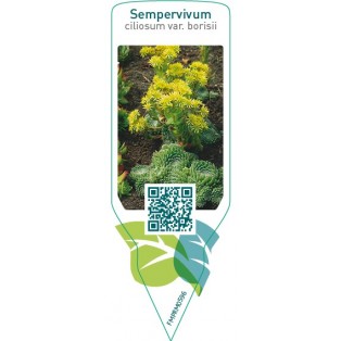 Sempervivum ciliosum var. borisii