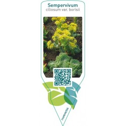 Sempervivum ciliosum var. borisii