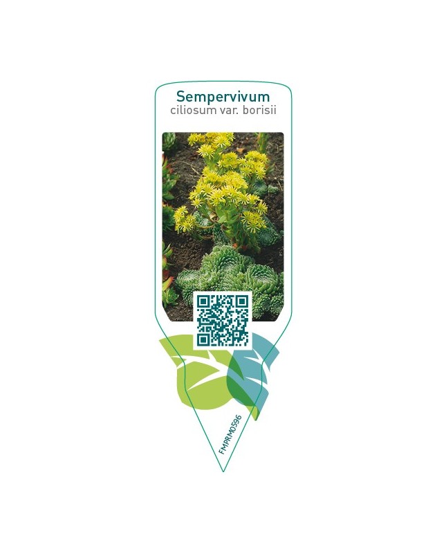 Sempervivum ciliosum var. borisii