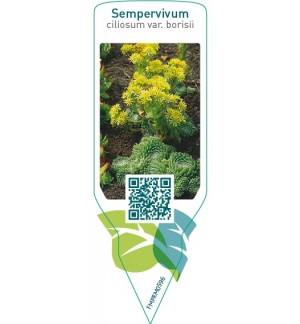 Etichette di Sempervivum ciliosum var. borisii *