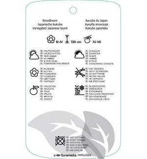 Etichette di Aucuba japonica ‘Variegata’ *