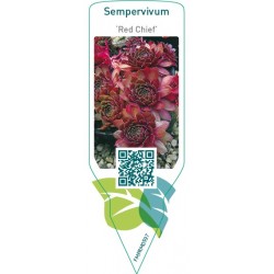 Sempervivum ‘Red Chief’