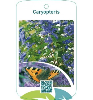 Caryopteris