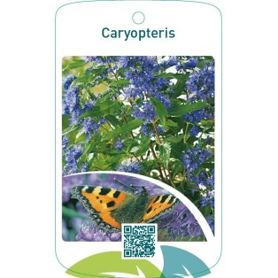 Caryopteris