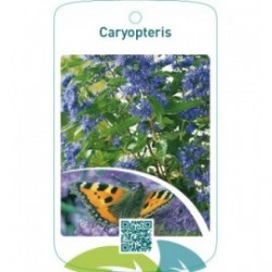 Caryopteris