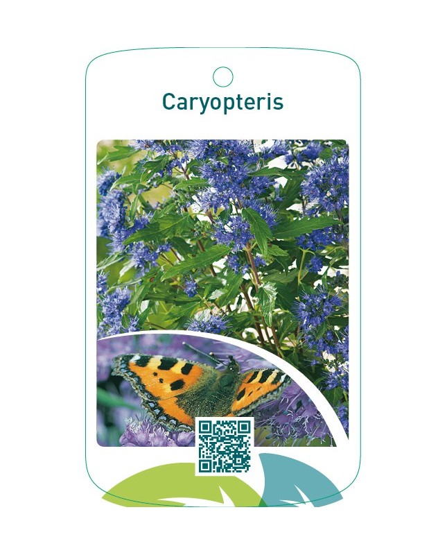 Caryopteris