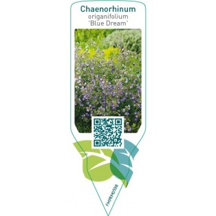 Chaenorhinum origanifolium ‘Blue Dream’