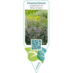 Chaenorhinum origanifolium ‘Blue Dream’