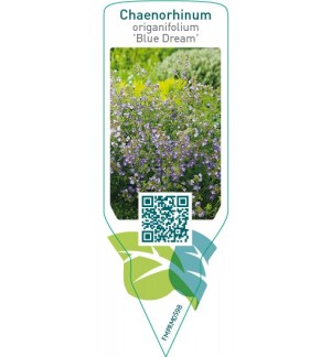 Etiquetas de Chaenorhinum origanifolium ‘Blue Dream’ *
