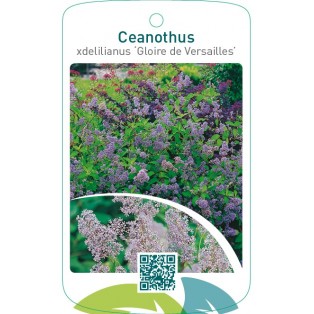 Ceanothus xdelilianus ‘Gloire de Versailles’