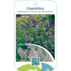Ceanothus xdelilianus ‘Gloire de Versailles’