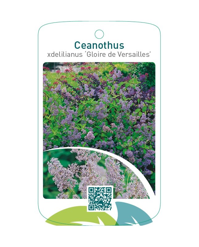 Ceanothus xdelilianus ‘Gloire de Versailles’