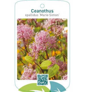 Ceanothus xpallidus ‘Marie Simon’