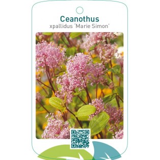 Ceanothus xpallidus ‘Marie Simon’