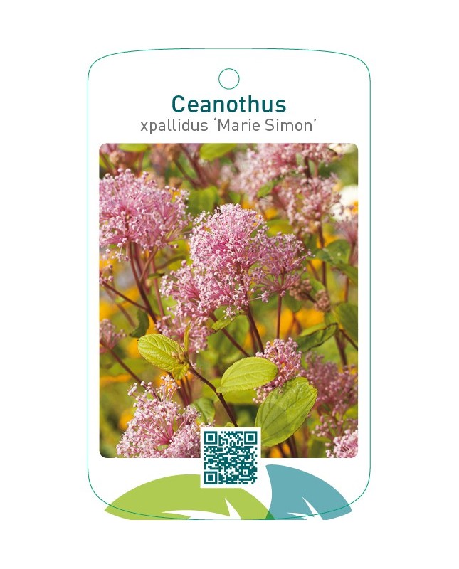 Ceanothus xpallidus ‘Marie Simon’