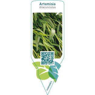 Artemisia dracunculus (tarragon)