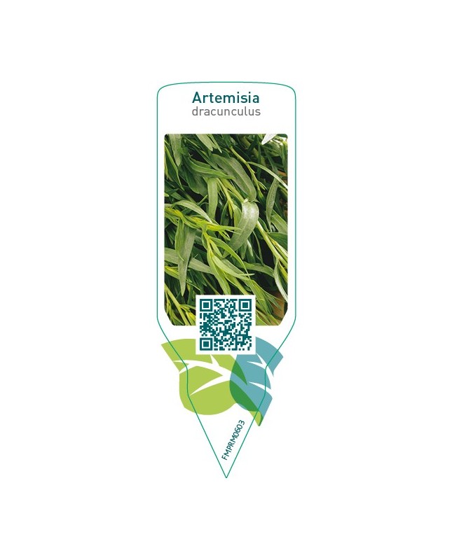 Artemisia dracunculus (tarragon)