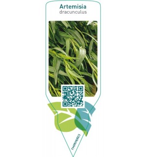 Etiquetas de Artemisia dracunculus (tarragon)  *