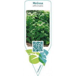 Melissa officinalis (lemon balm)