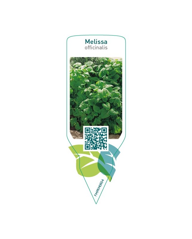 Melissa officinalis (lemon balm)