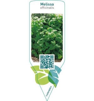 Etichette di Melissa officinalis (lemon balm) *
