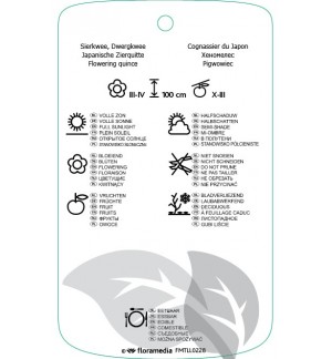 Etichette di Chaenomeles laag *