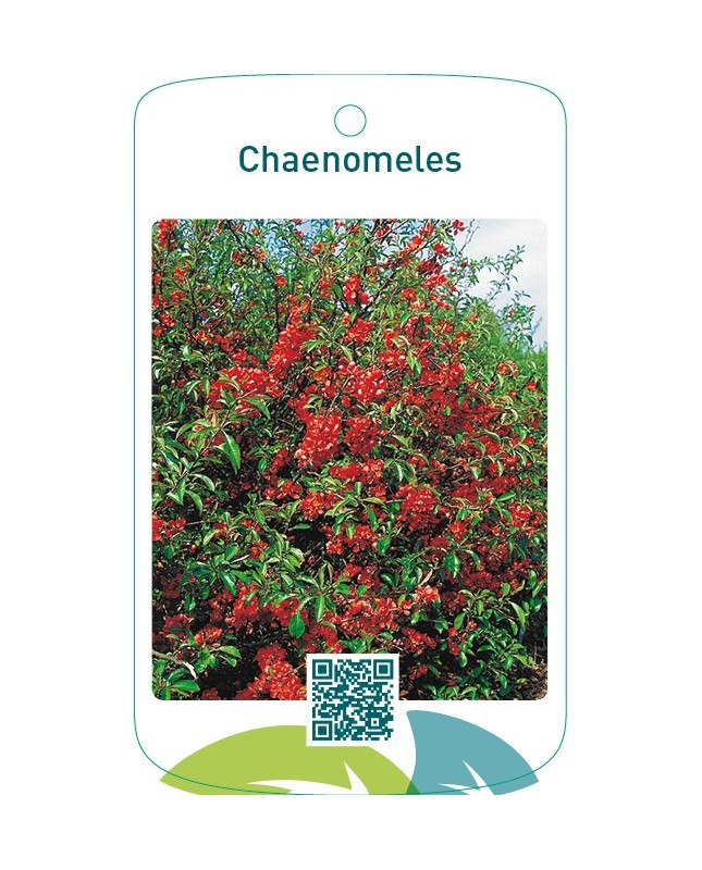 Chaenomeles opgaand