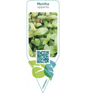 Etiquetas de Mentha piperita (peppermint) *