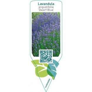 Lavandula angustifolia ‘Dwarf Blue’