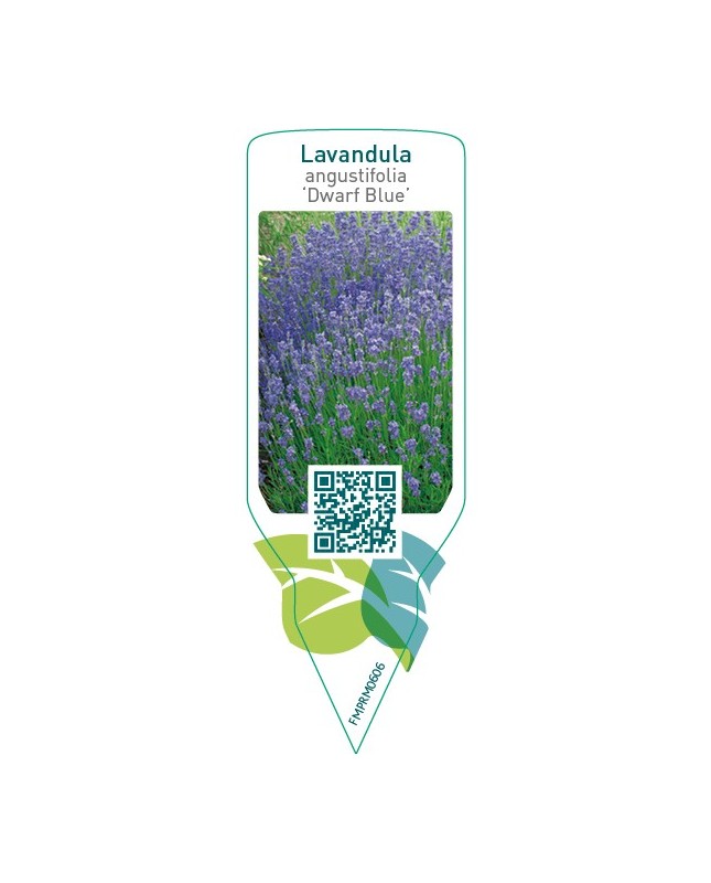 Lavandula angustifolia ‘Dwarf Blue’