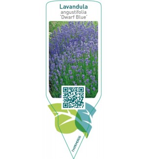 Etiquetas de Lavandula angustifolia ‘Dwarf Blue’ *