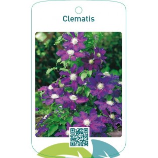 Clematis blauw