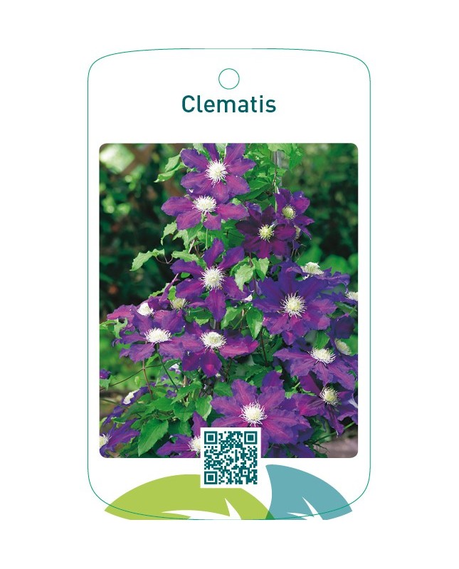 Clematis blauw