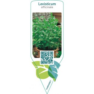 Levisticum officinale (maggi herb)