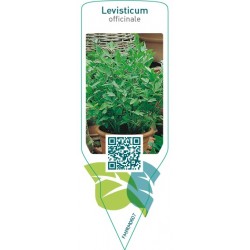 Levisticum officinale (maggi herb)