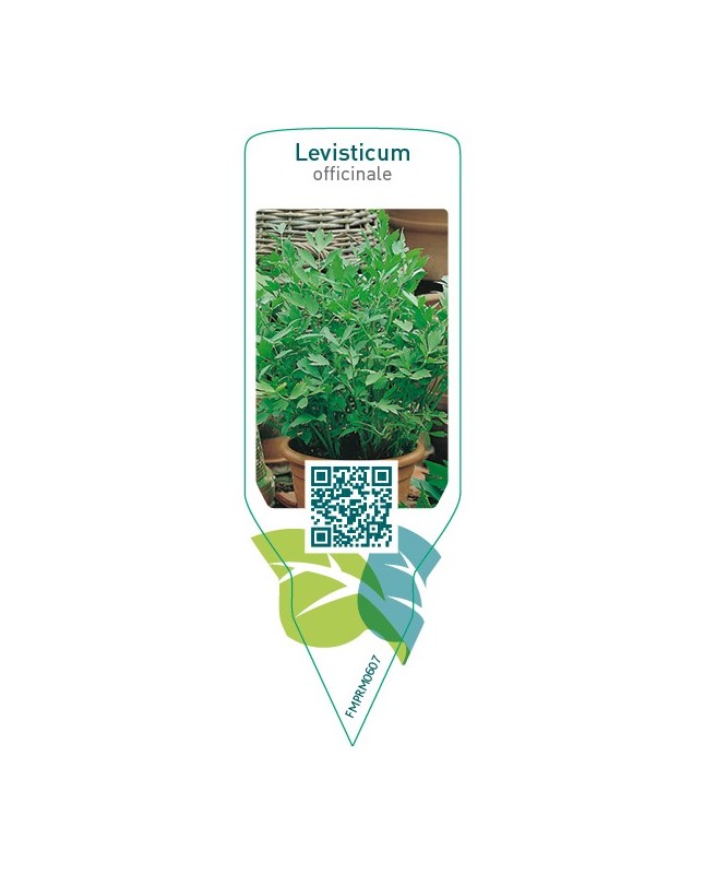 Levisticum officinale (maggi herb)