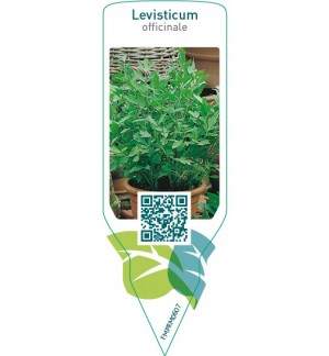 Etiquetas de Levisticum officinale (maggi herb) *