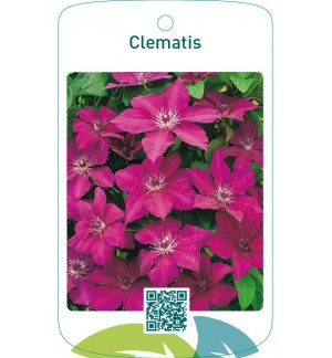 Clematis rood