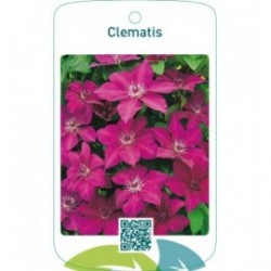 Clematis rood