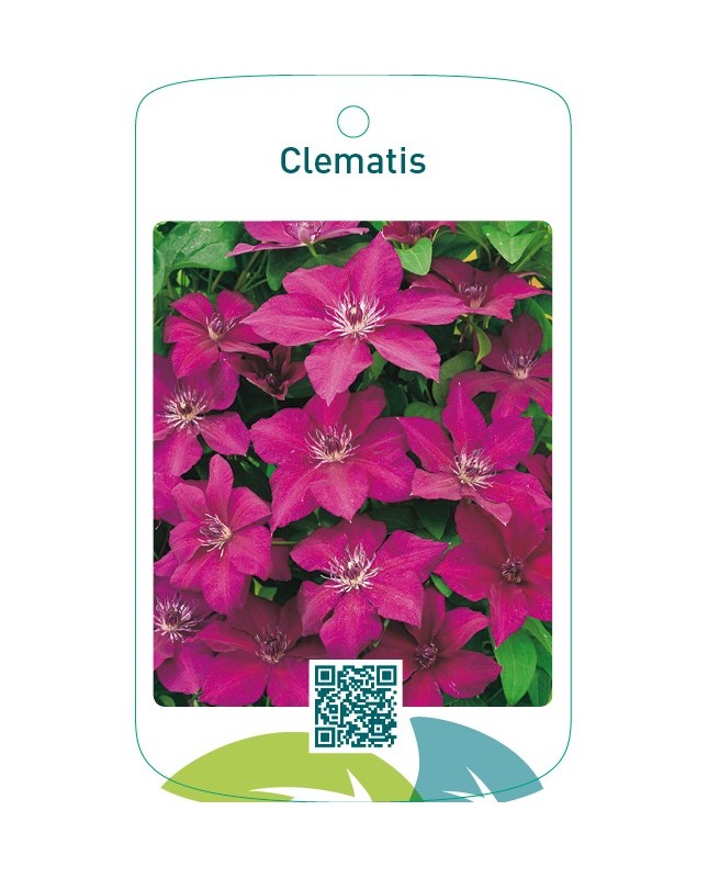 Clematis rood