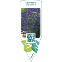 Lavandula angustifolia (lavender)
