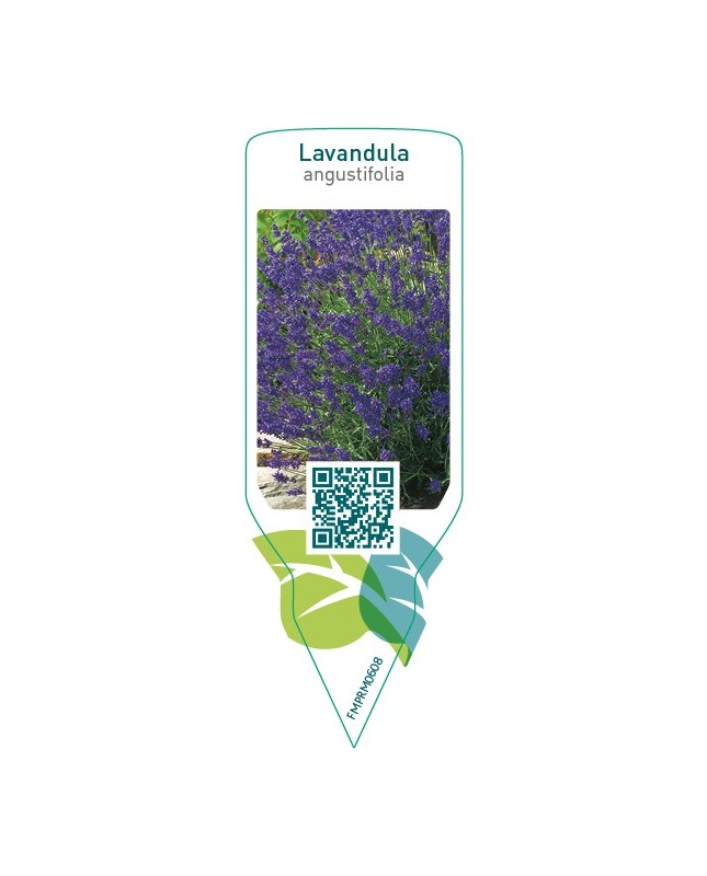 Lavandula angustifolia (lavender)