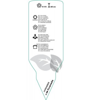 Etichette di Lavandula angustifolia (lavendir) *