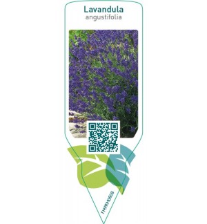 Etiquetas de Lavandula angustifolia (lavender) *