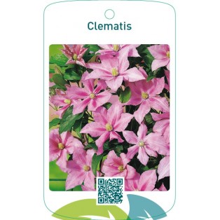 Clematis roze