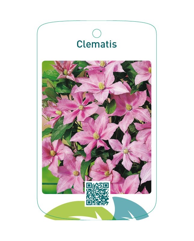 Clematis roze
