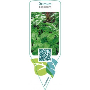 Ocimum basilicum (basil)