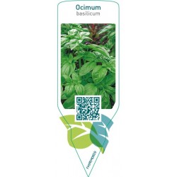 Ocimum basilicum (basil)