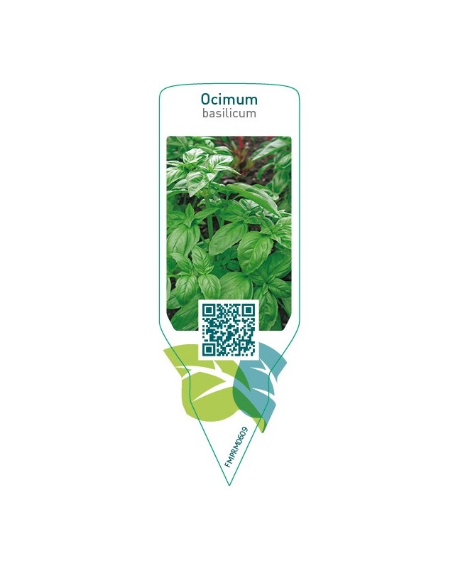 Ocimum basilicum (basil)