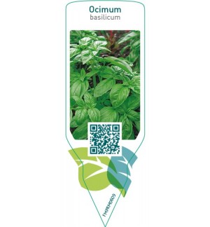 Etichette di Ocimum basilicum (basil) *